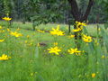 Coreopsis verticillata