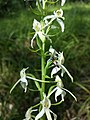 Platanthera bifolia