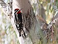 Sphyrapicus nuchalis (cat.)