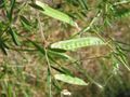 unripe legume