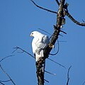 Leucistic individual; Piscataway, New Jersey