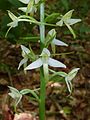 Platanthera bifolia Austria - Hoher Lindkogel