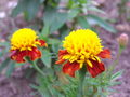 Tagetes- Patula-Hybrid