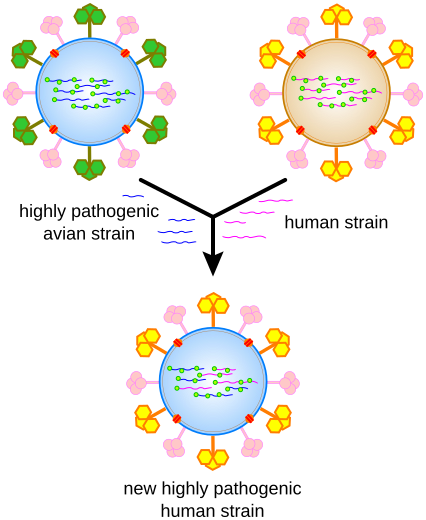 File:Influenza geneticshift.svg