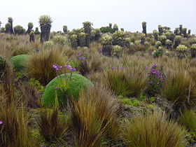 Páramo de Santa Isabel at Los Nevados National Park