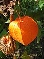 Physalis alkegengi