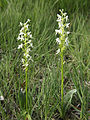 Platanthera bifolia Germany - Lower Saxony