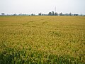 Paddy fields in the metropolitan city of Milan