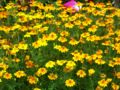 Tagetes tenuifolia