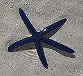 Starfish on a sand island at the Great Barrier Reef