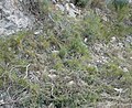 Brachypodium retusum, llistó, a ca:Canyelles (ca:Garraf), Catalonia.