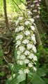 Orchis purpurea f. albida