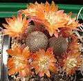 Rebutia heliosa in Blüte