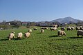 Brebis manech à te rousse.Sare, Pyrénées-Atlantiques, France.