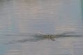 * Nomination Sterna Hirundo - succesfull catch --Thermos 12:25, 24 July 2006 (UTC) * Promotion Wonderful demostration of timing, additional sequence in the description is fantastic, a smaller field of view and it's a FP Gnangarra 11:28, 30 July 2006 (UTC)