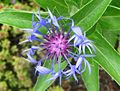 Inflorescence, cultivated, Poland