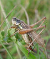 long winged form