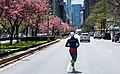 Jogger crosses runs down an empty Park Avenue during COVID19 quarantine