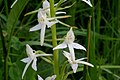 Platanthera bifolia Italy - Limana