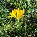 Yellow crocus in grass