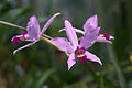 Laelia anceps