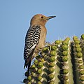 Melanerpes uropygialis (cat.)