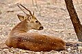 Image 10Spotted deer in S.V. zoo, Tirupathi