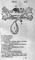 Francis Glisson (1597-1677): Anatomia hepatica, 1665.