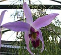 Laelia anceps