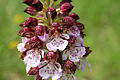 Orchis purpurea Closeup France - Maine-et-Loire