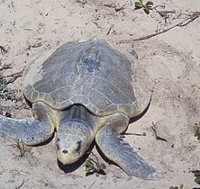 Padre Island National Seashore - Kemps Ridley Sea Turtle