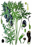 Aconitum ferox