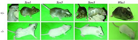 New ENU-induced alleles at the Kit locus. (A) Three new point mutations inducing loss-of-function of the KIT protein (Sco1, Sco5 and Whc1) and one potential mutation affecting the regulation of the Kit gene (Sow3). Heterozygous individuals carrying the Sco1, Sco5, Sow3 and Whc1 mutations display white spotting on the belly and a white forehead blaze while homozygotes (-/-) have a white coat color with black eyes.