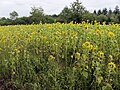 Raatakkers Wekeromse Zand