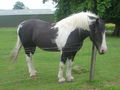 This black tobiano has roaned edges to the spotting, which is probably caused by a sabino gene