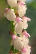 Schoenorchis gemmata