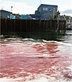 Seafood processing waste discharged into town harbor, Sitka, Alaska (2003)