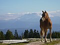 Haflinger