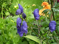 Aconitum henryi