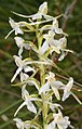 Platanthera bifolia Germany - Wertach