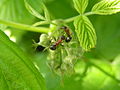 workers on raspberry