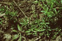 Galium spurium