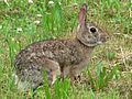 Nisqually National Wildlife Refuge