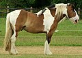 English: Mostly tobiano, but too much head white for this Deutsch: Das Pferd ist überwiegend wie ein Tobiano gescheckt, doch hat zu viel Weiß am kopf, daß das das einzige Scheckungsgen sein kann