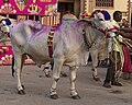 Image 1Decorated Bull at Yanamalakuduru Shivaratri fest