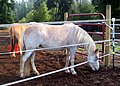 English: Chestnut sabino roan with flaxen Deutsch: Durch das Sabinogen hervorgerufene Stichelhaarigkeit bei einem Fuchs mit flaxen