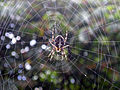 Araneus diadematus