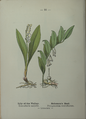 Plate 16 Convallaria majalis Polygonatum multiflorum