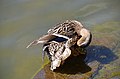 Preening duck