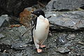 Coronation Island, South Orkney, Antarctica